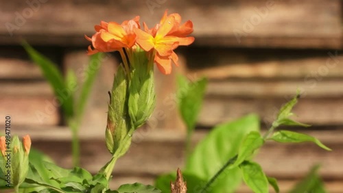 firecracker flowers - beautiful -. photo