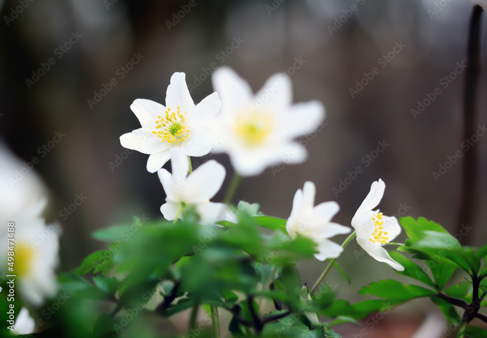 Fototapeta premium White flowers in the garden isolated on a dark background
