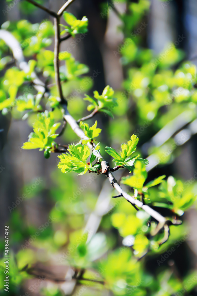 Twig covered with small green leaves isolated against a blurred background Twig covered with small green leaves isolated against a blurred background