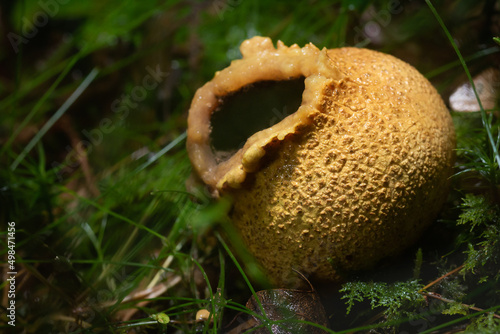 Spreading the spores - a common earthball fungus (Scleroderma citrinum) after splitting to release spores photo
