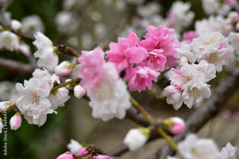 源氏桜