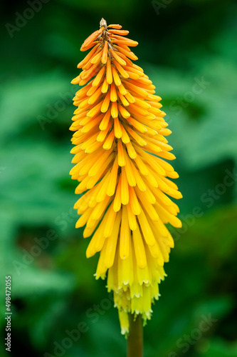 Kniphofia 'Bees Sunset' a summer autumn fall flowering plant with an orange yellow summertime flower commonly known as Red Hot Poker or Torchlily, stock photo image photo