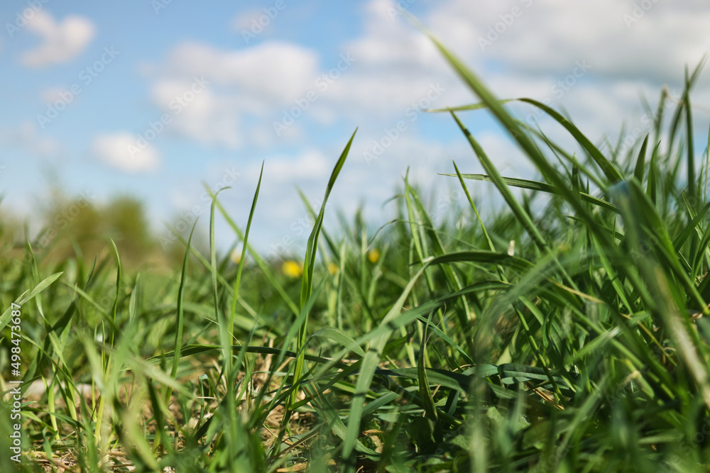 Obraz premium Spring grass in sunlight and blue sky on the background. Summer nature. Realistic picture, natural colors.