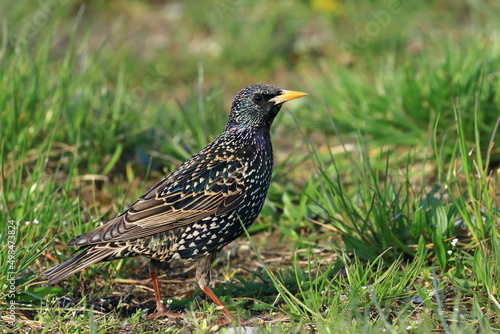Common starling posing on meadow