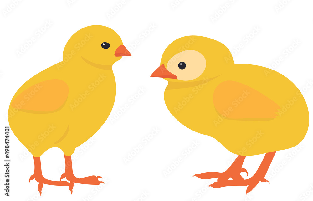 chickens flat design, isolated, vector
