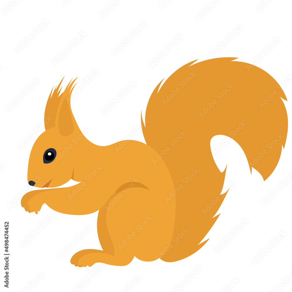 squirrel flat design, isolated, vector