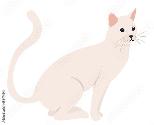 white cat flat design  isolated  vector