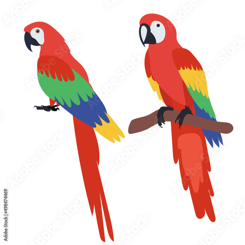 macaw parrot flat design, isolated, vector