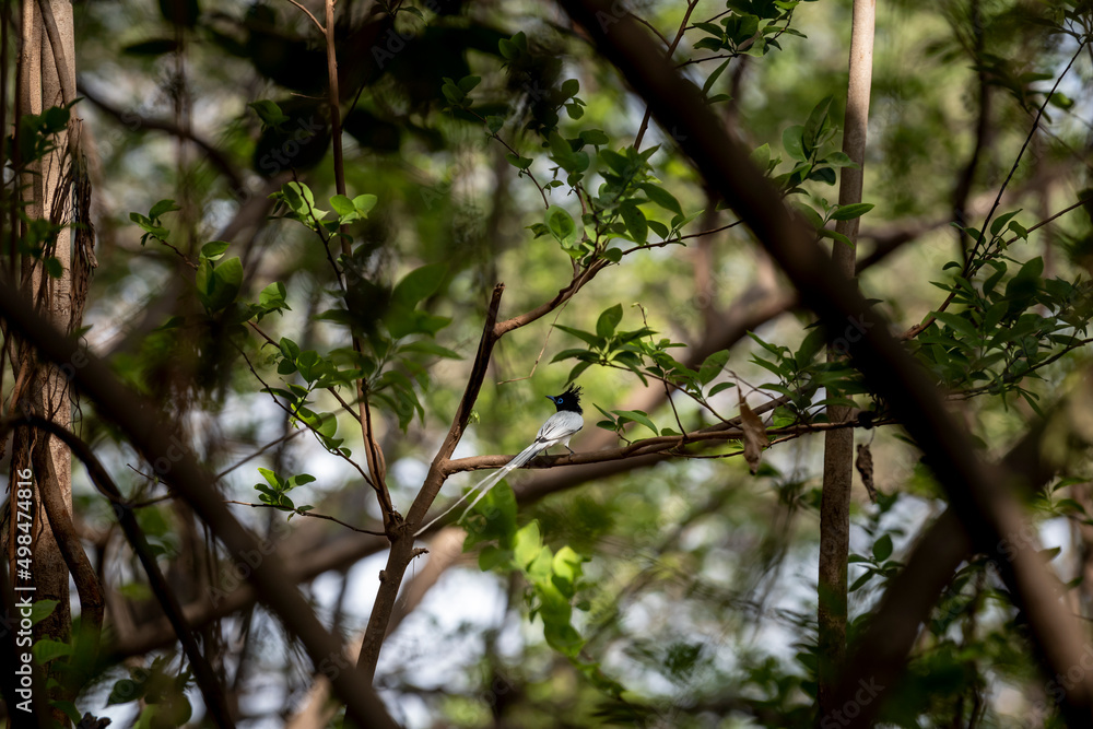 Indian paradise flycatcher or Terpsiphone paradisi or asian paradise flycatcher male bird perched on branch with long tail in natural green scenic frame at ranthambore National Park rajasthan India Indian paradise flycatcher or Terpsiphone paradisi or asian paradise flycatcher male bird perched on branch with long tail in natural green scenic frame at ranthambore National Park rajasthan India
