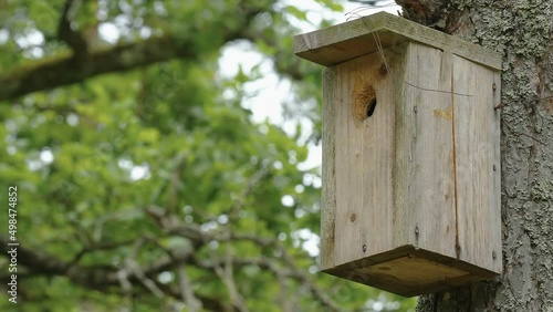 The round peekhole on the birdhouse in Estonia found on the tree trunk in the forest photo