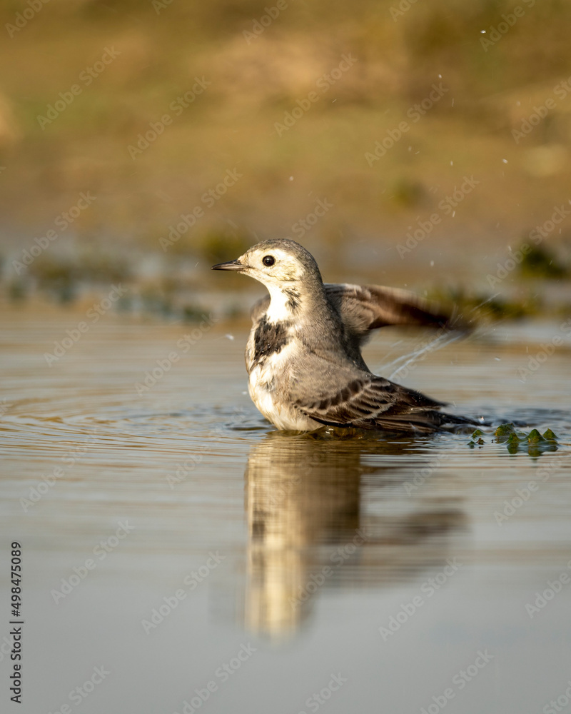 white wagtail or motacilla alba closeup or portrait bathing or splashing in puddle water at keoladeo national park or bharatpur bird sanctuary rajasthan india asia white wagtail or motacilla alba closeup or portrait bathing or splashing in puddle water at keoladeo national park or bharatpur bird sanctuary rajasthan india asia