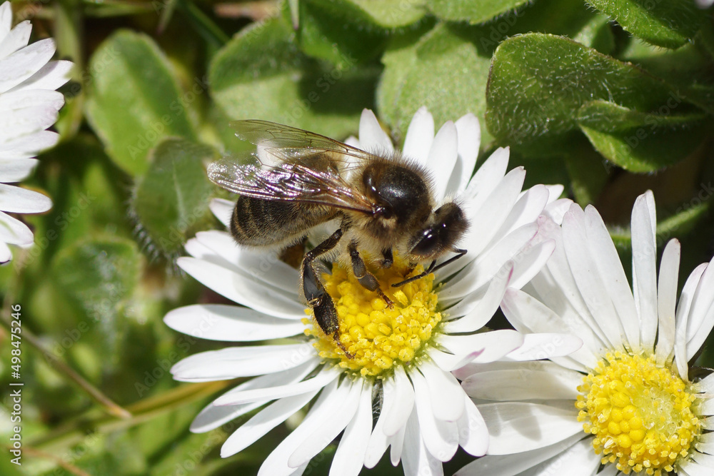Close up European honey bee (Apis mellifera) on a flower of common daisy Bellis perennis, family Asteraceae. Spring, April, Dutch garden. Close up European honey bee (Apis mellifera) on a flower of common daisy Bellis perennis, family Asteraceae. Spring, April, Dutch garden.