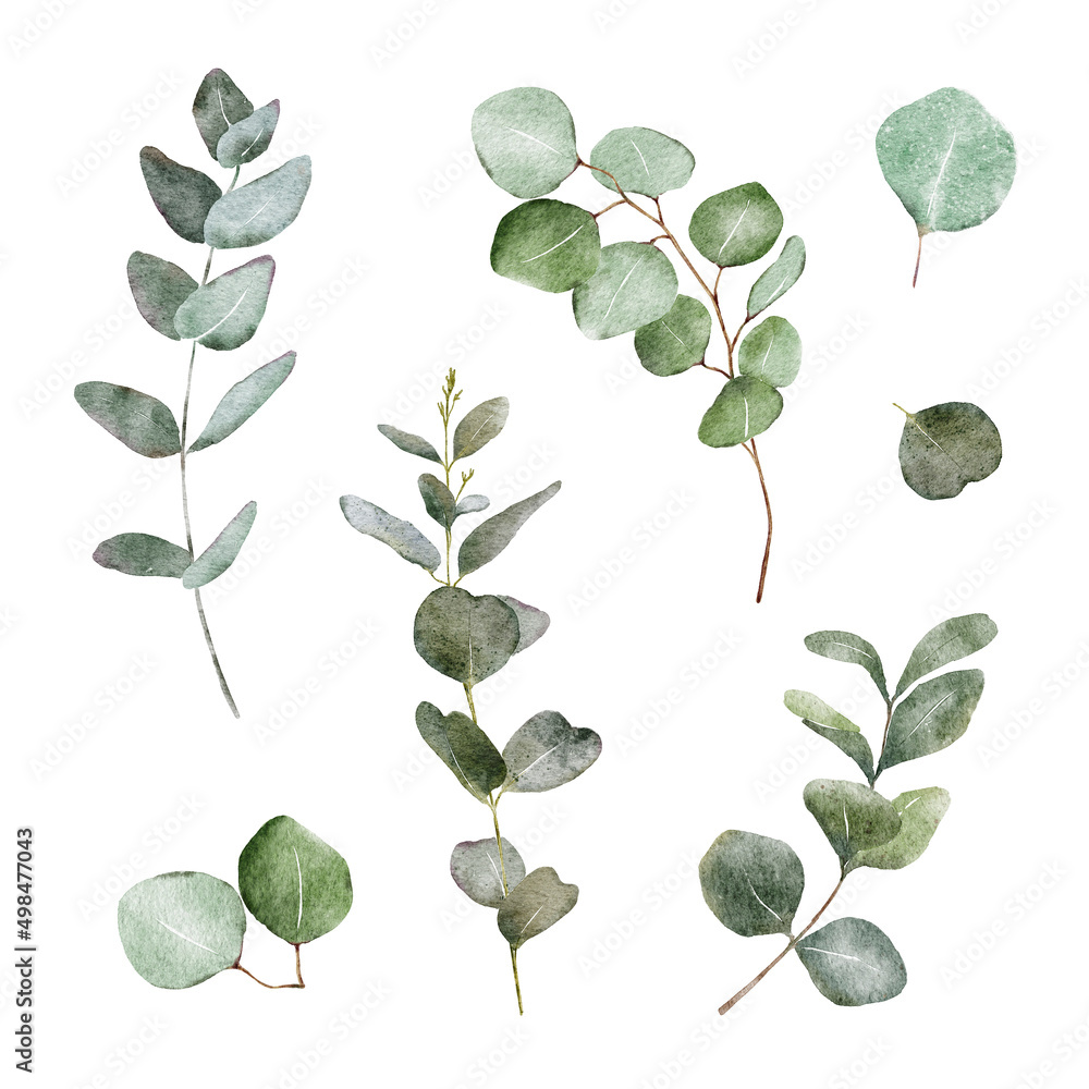 Modern watercolor eucalyptus branches clipart set, great design for wedding, cards, decorations. Hand-painted sage green floral illustrations isolated on white background. Elegant, trendy style