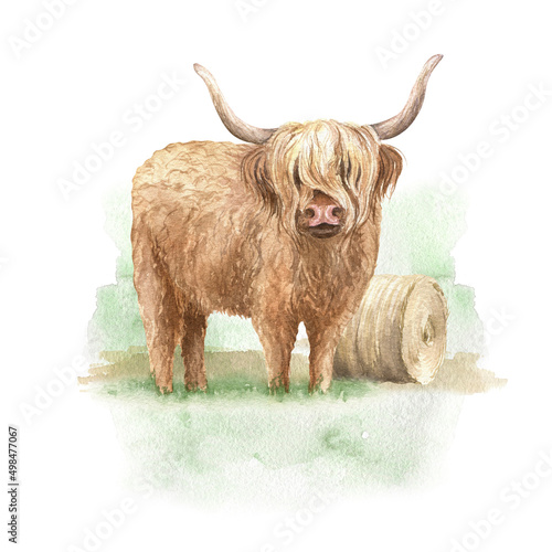 Stampa su tela Watercolor Highland cow illustration with haystack and green grass isolated on white background