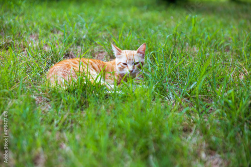 yellow cat in the grass