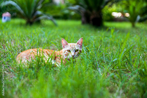 yellow cat in the grass