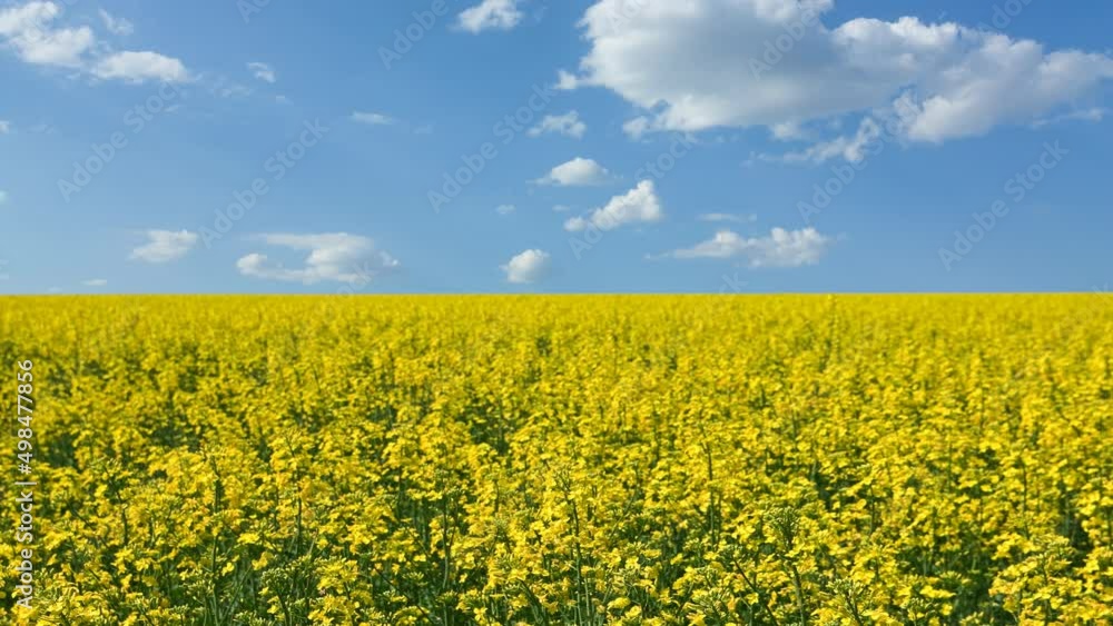 field of yellow rape flowers under blue cloudy sky, countryside agricultural time lapse scene field of yellow rape flowers under blue cloudy sky, countryside agricultural time lapse scene