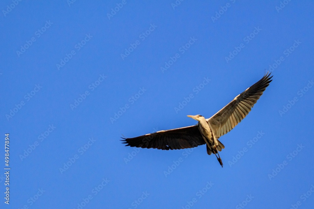 Obraz premium 青鷺 