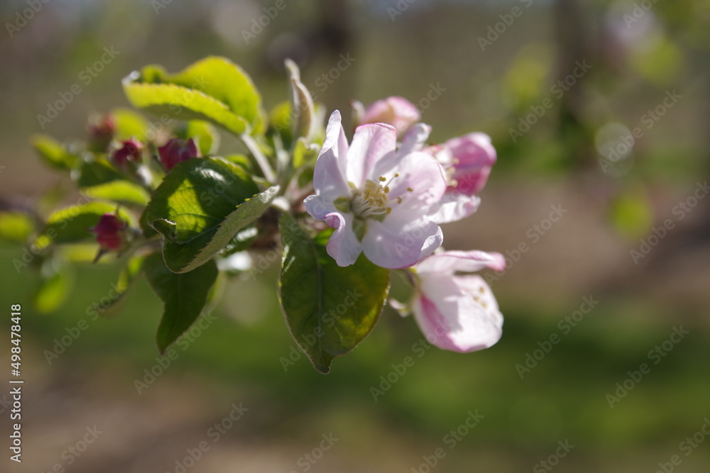 Obraz premium 花摘み