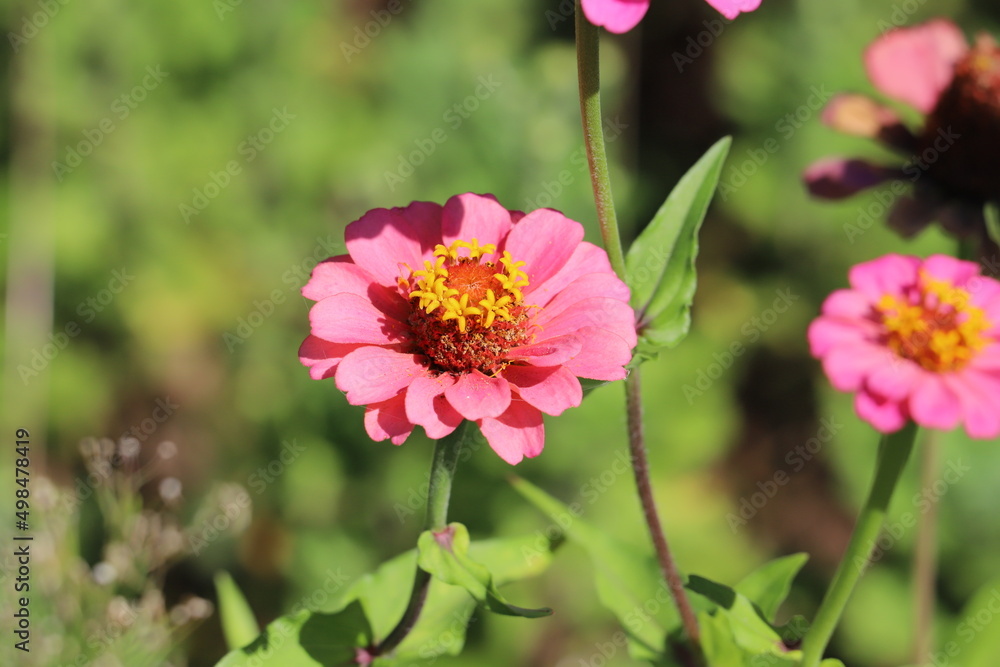 日本の秋の庭に咲くヒャクニチソウのピンク色の花 日本の秋の庭に咲くヒャクニチソウのピンク色の花