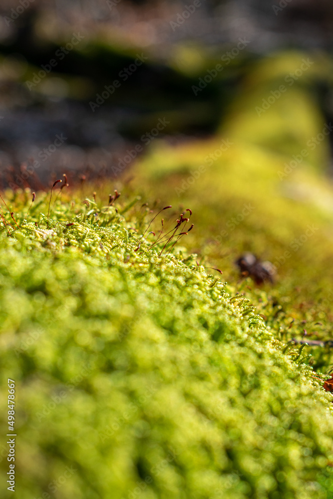 Moss in a trunk Moss in a trunk