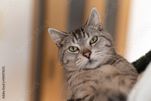 Fototapeta Naklejka Na Ścianę i Meble -  猫を抱く　サバトラ猫