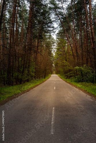 path through the pine forest, nature background © sola_sola