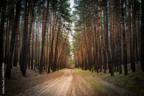 path through the pine forest, nature background