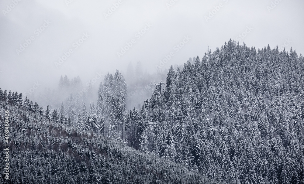 misty morning in the snow covered trees on the mountains