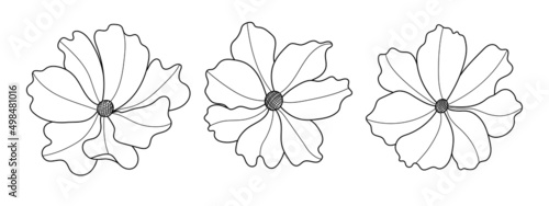 Line art cosmos flower illustration vector on white background