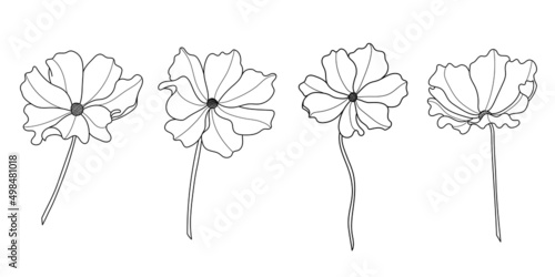 Line art cosmos flower illustration vector on white background