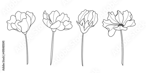 Line art cosmos flower illustration vector on white background