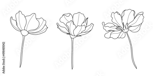 Line art cosmos flower illustration vector on white background