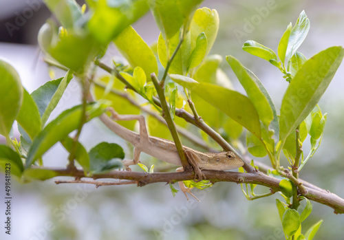 Select focus Chameleon veiled rady to catching a dragonfly, animal closeup, chameleon veiled on branch