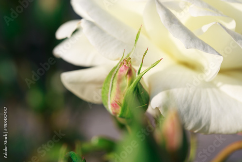 Rose flower macro. white rose flower closeup. High quality natural background. Beautiful background