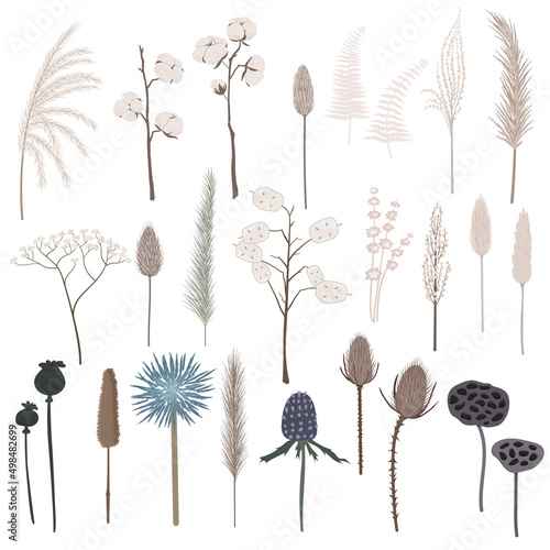 Vector set of boho plants. Beautiful pastel wild grass and flowers. Collection of floral elements: pampas grass, poppy heads, cotton, lunaria and other. Stylish flat elements for your design