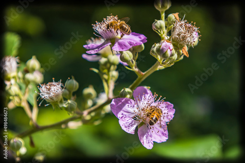 Cuadro en lienzo L'abeille et le murier