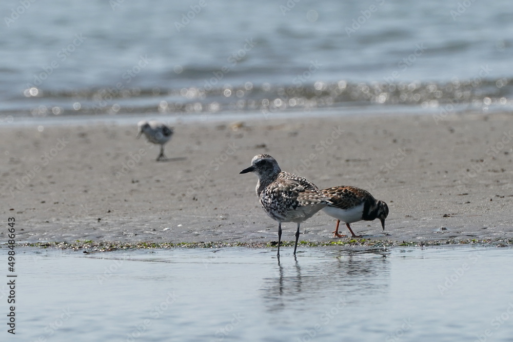 dunlin in a seashore