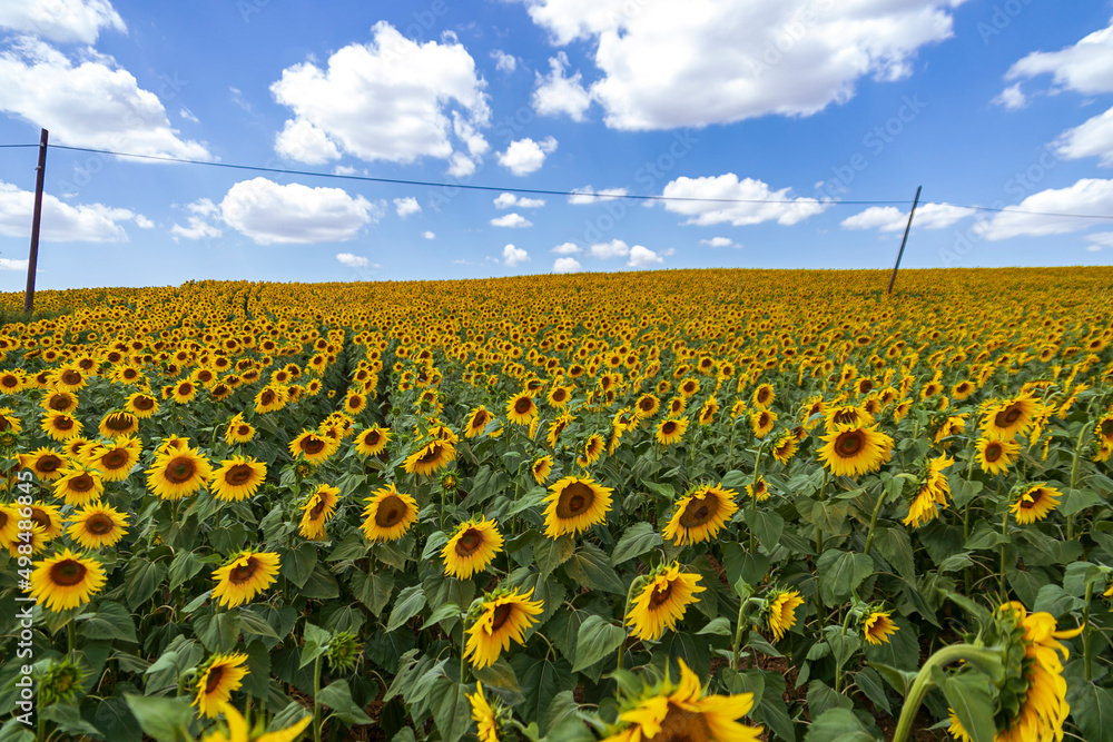 Field of blooming sunflowers on a background blue sky. Wonderful panoramic view field of sunflowers by summertime