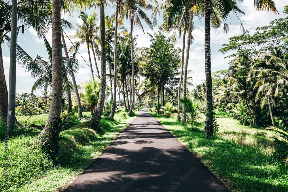 long paved road surrounded by tall coconut palm trees on the tropical island of Bali Indonesia on a sunny summer day