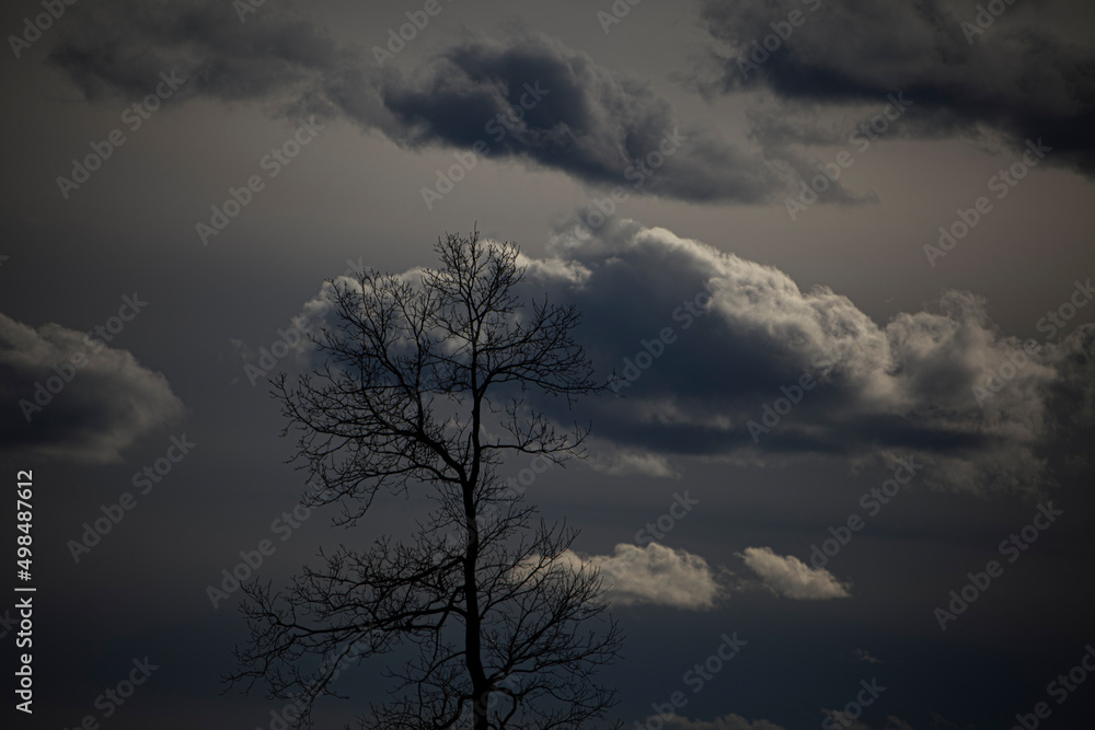 A cloud floats above a tree without leaves. Autumn landscape. Air mass. Cold background. A cloud floats above a tree without leaves. Autumn landscape. Air mass. Cold background.