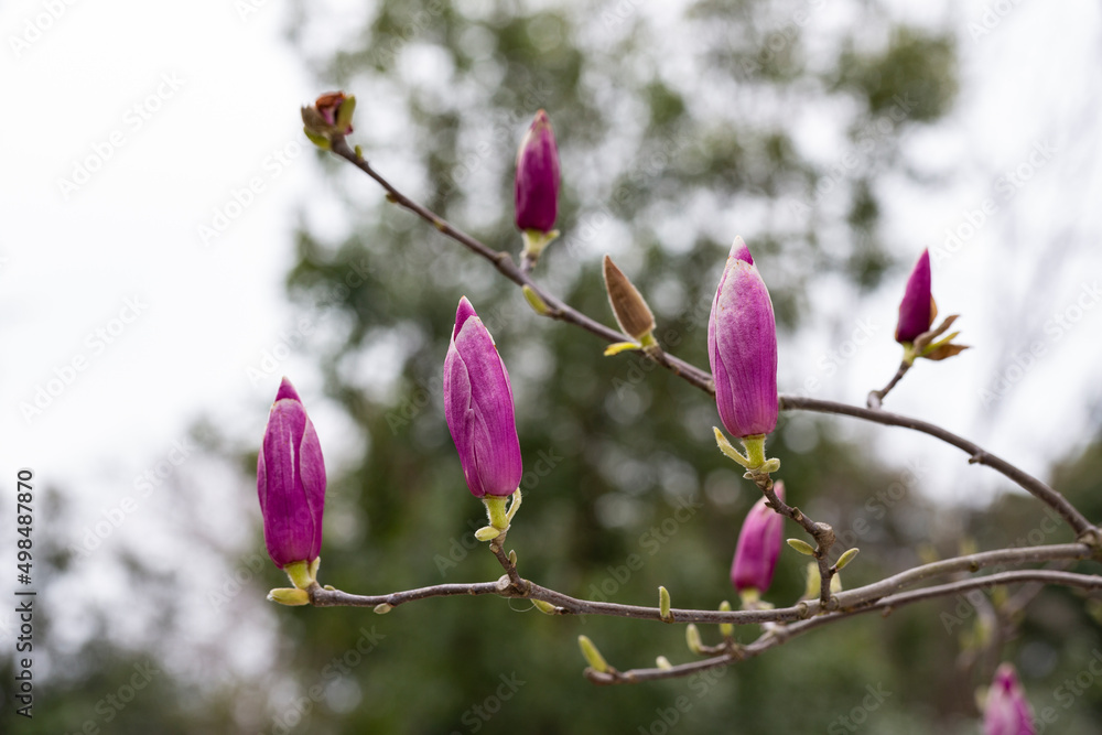 Magnolia soulangeana is also called a saucer-shaped magnolia, pink buds on a tree branch are preparing to bloom. Early spring Magnolia soulangeana is also called a saucer-shaped magnolia, pink buds on a tree branch are preparing to bloom. Early spring