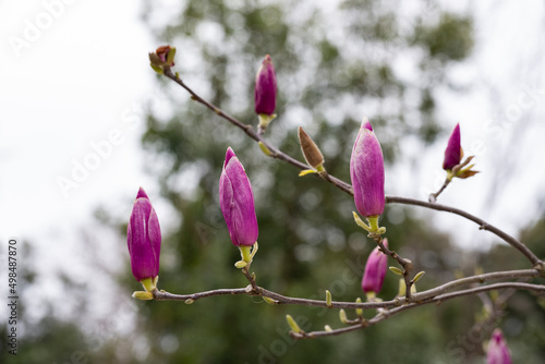 Magnolia soulangeana is also called a saucer-shaped magnolia, pink buds on a tree branch are preparing to bloom. Early spring