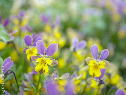 ビオラ5 バニー 紫と黄色