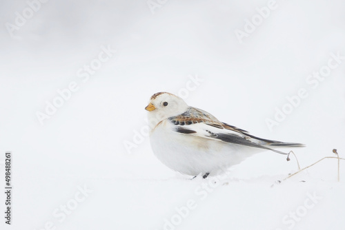 Snow bunting (Plectrophenax nivalis) sitting in snow.