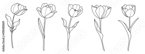 Line art tulip flower illustration vector on white background