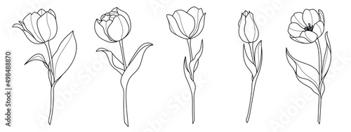 Line art tulip flower illustration vector on white background