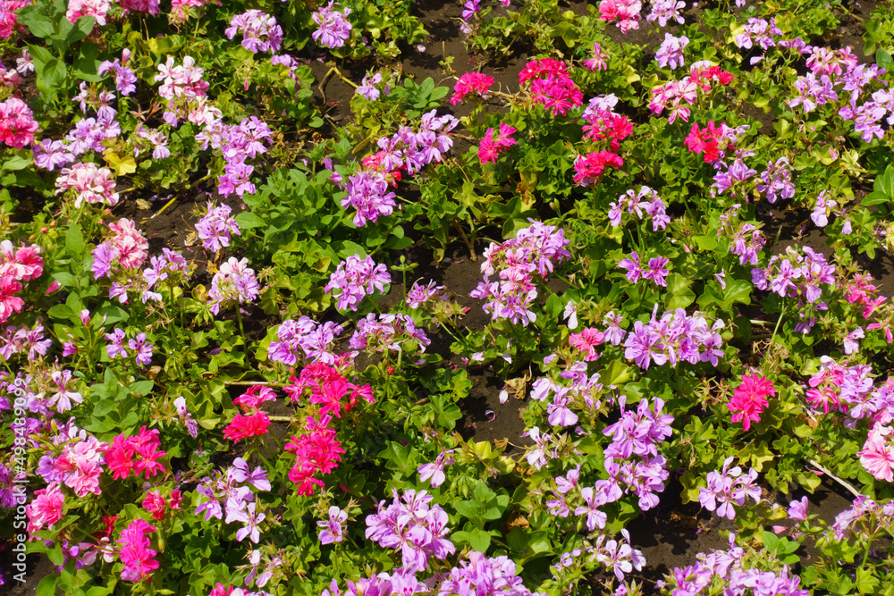 Flowerbed with blooming ivy-leaved pelargonium in shades of pink in July