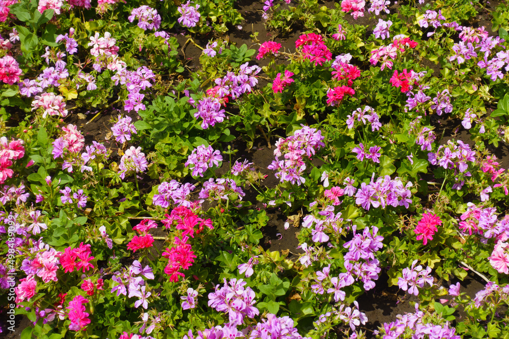Flowerbed with blooming ivy-leaved pelargonium in shades of pink in July Flowerbed with blooming ivy-leaved pelargonium in shades of pink in July