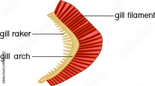 Structure of Fish gills isolated on white. Educational material with for biology lesson